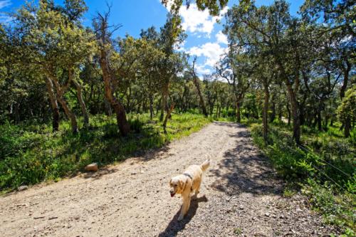 Le bois de chênes-lièges
