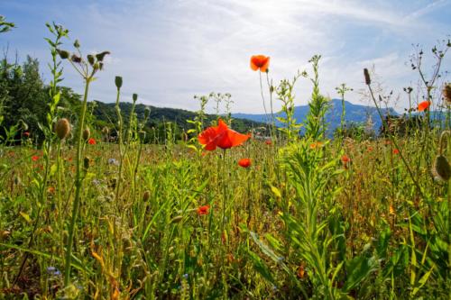 Coquelicots