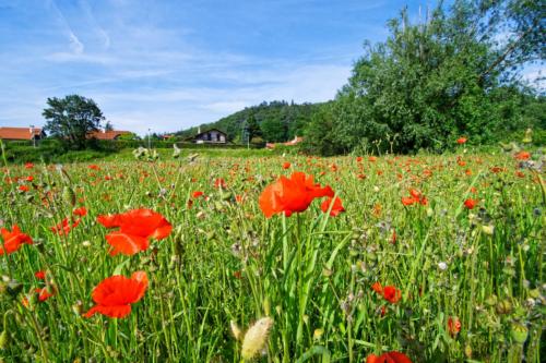 Coquelicots