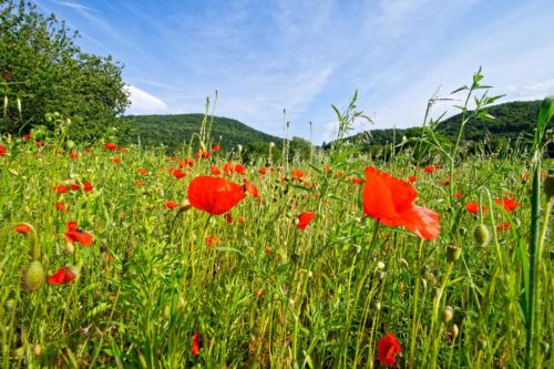 Coquelicots