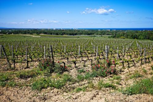 Les vignes